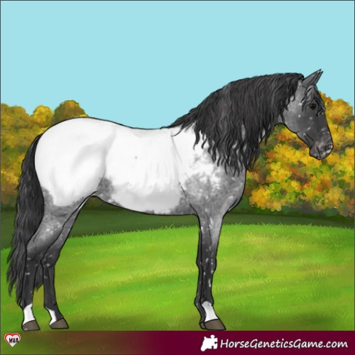 Horse Color:Blue Roan Appaloosa 