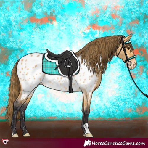 Horse Color:Buckskin Dun Appaloosa