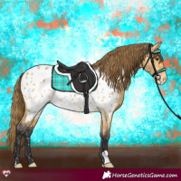 Horse Color:Buckskin Dun Appaloosa 