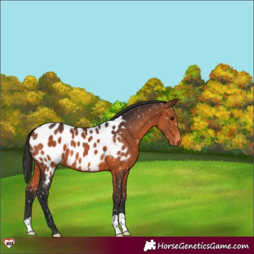 Horse Color:Bay Blanket 