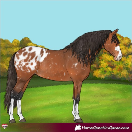 Horse Color:Bay Appaloosa Rabicano 