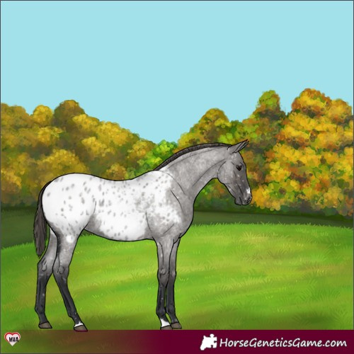 Horse Color:Grullo Roan Blanket 