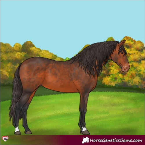 Horse Color:Bay Appaloosa 