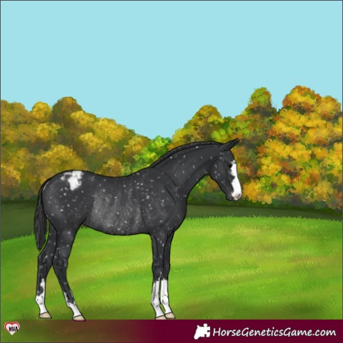 Horse Color:Black Snowflake VarnishRabicano 