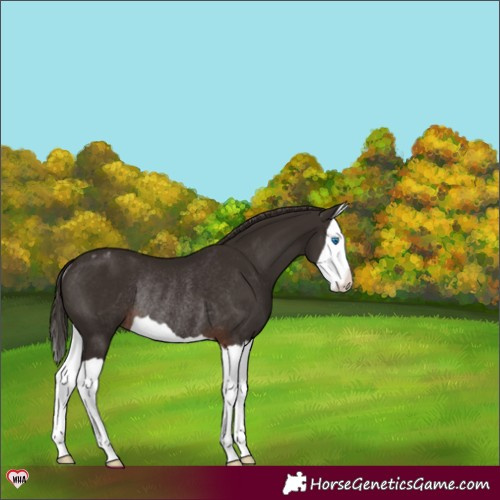 Horse Color:Liver Chestnut Splash Appaloosa Rabicano 