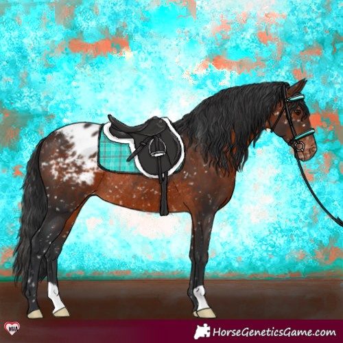 Horse Color:Brown Appaloosa Rabicano