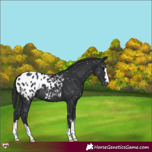 Horse Color:Black Blanket 