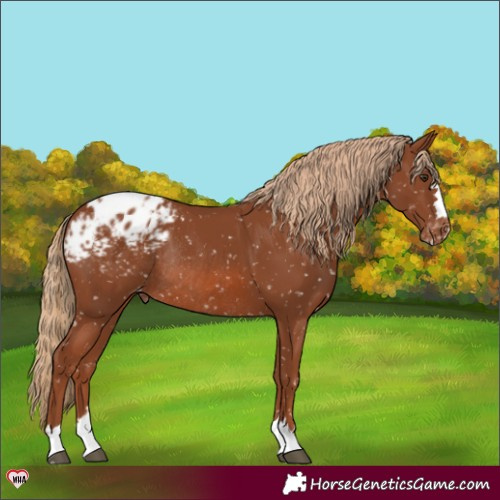 Horse Color:Chestnut Blanket Rabicano 