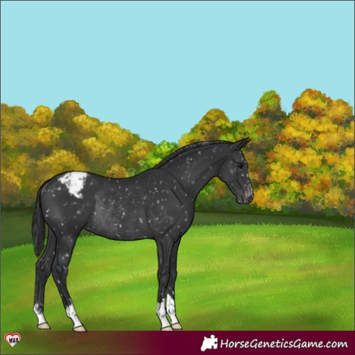 Horse Color:Black Snowflake VarnishRabicano 
