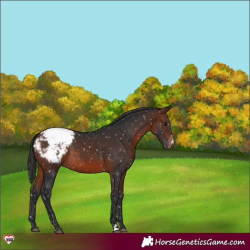 Horse Color:Brown Snowcap Rabicano 