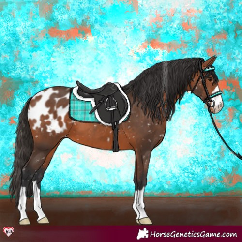 Horse Color:Bay Appaloosa