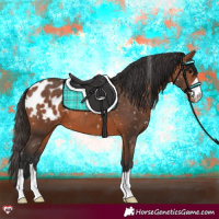 Horse Color:Bay Appaloosa 