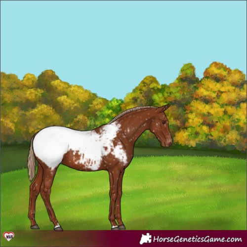 Horse Color:Chestnut Snowcap 