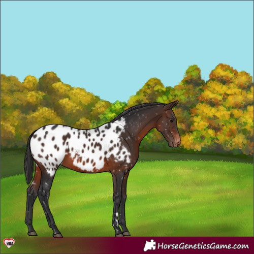 Horse Color:Brown Near Leopard 