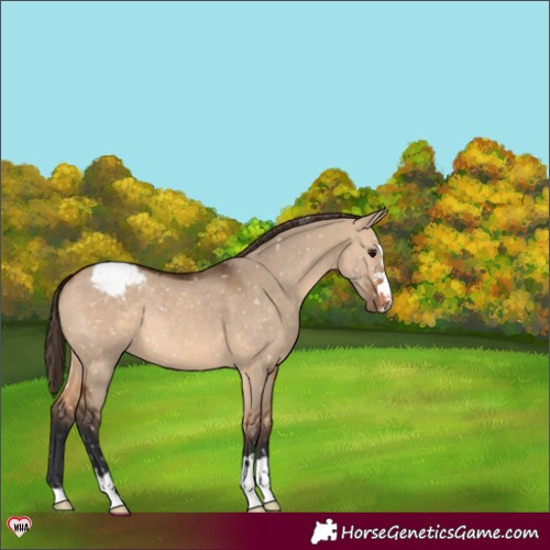 Horse Color:Bay Dun Snowcap 