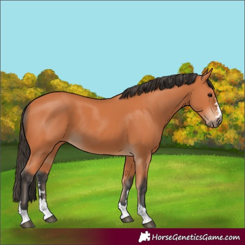Horse Color:Bay 
