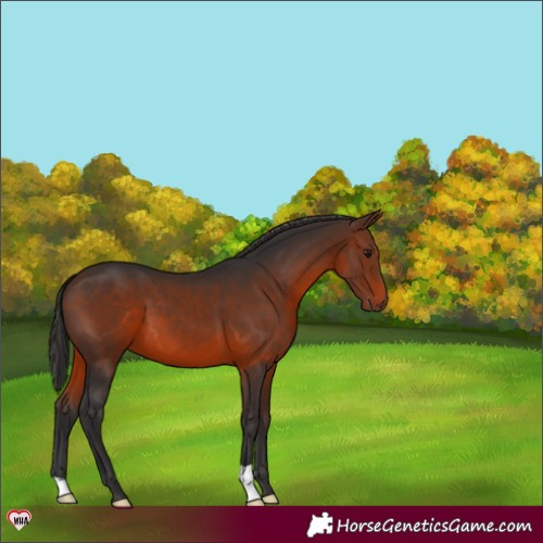 Horse Color:Brown 