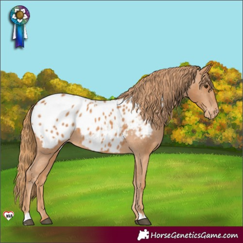 Horse Color:Chestnut Blanket 