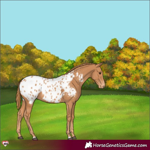 Horse Color:Chestnut Appaloosa 