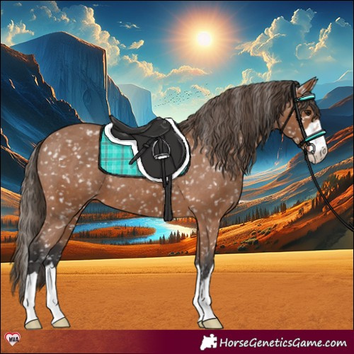 Horse Color:Bay Appaloosa 
