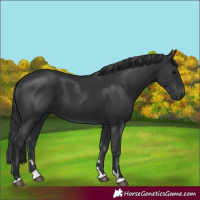 Horse Color:Black 