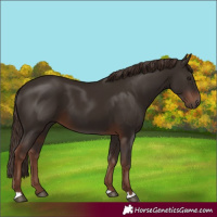 Horse Color:Liver Chestnut 