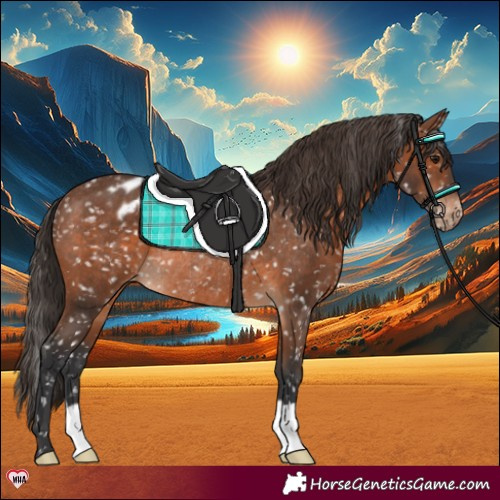 Horse Color:Brown Appaloosa Rabicano 