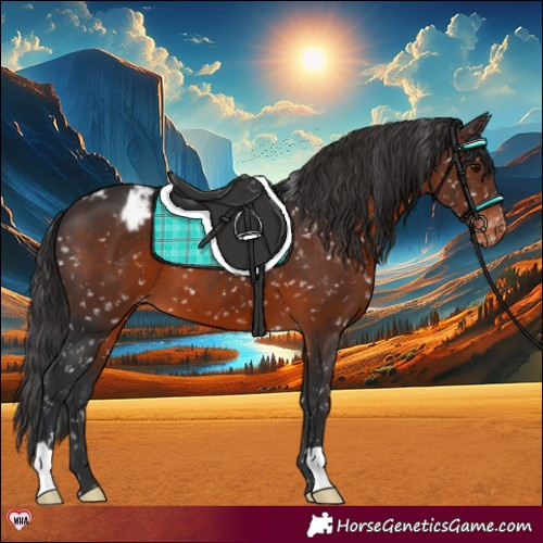 Horse Color:Brown Appaloosa