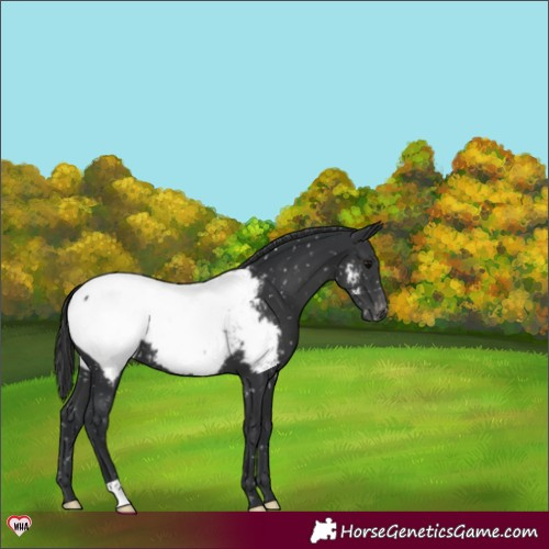 Horse Color:Black Near Fewspot 