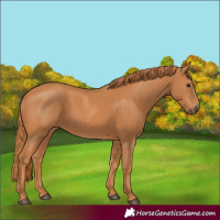 Horse Color:Chestnut 