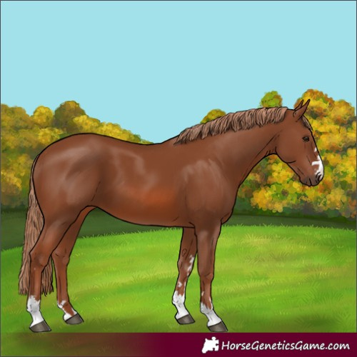 Horse Color:Chestnut 
