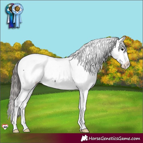 Horse Color:Black Appaloosa Rabicano 