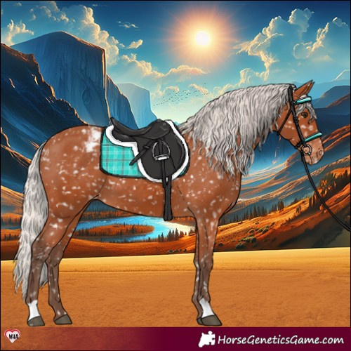 Horse Color:Silver Bay Appaloosa 