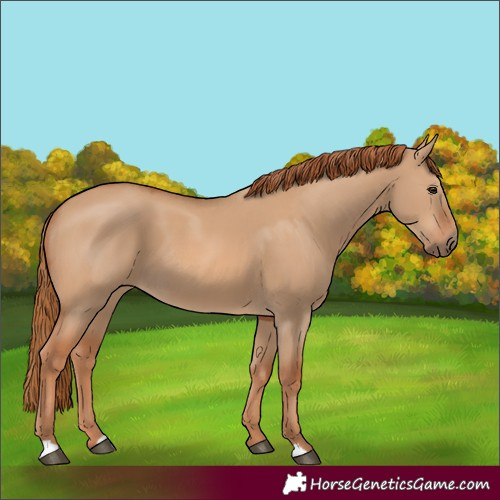 Horse Color:Red Dun