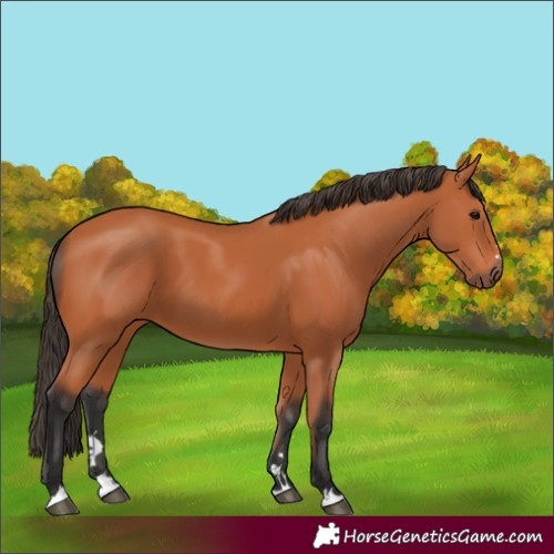 Horse Color:Bay 