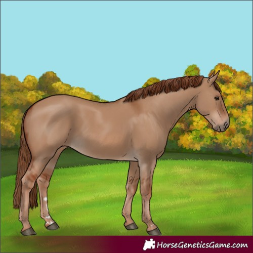 Horse Color:Red Dun