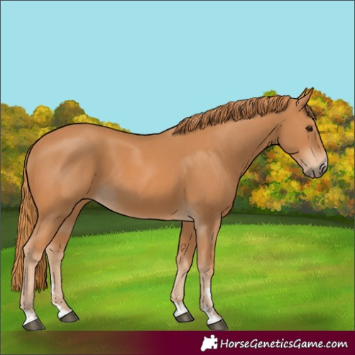 Horse Color:Chestnut 