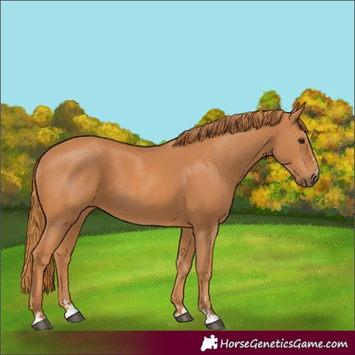 Horse Color:Chestnut 