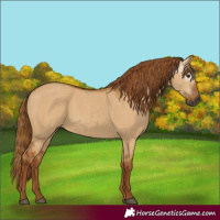 Horse Color:Gray Red Dun 