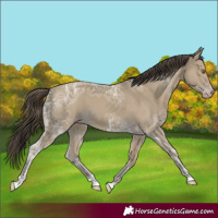 Horse Color:Classic Cream Champagne Ice