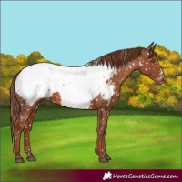 Horse Color:White Spotted Chestnut Snowcap Rabicano