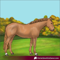 Horse Color:Chestnut 