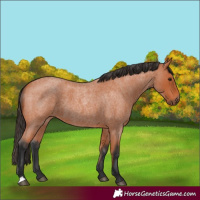 Horse Color:Bay Roan 