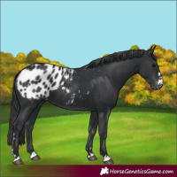 Horse Color:Black Appaloosa 