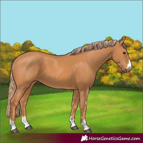 Horse Color:Chestnut 