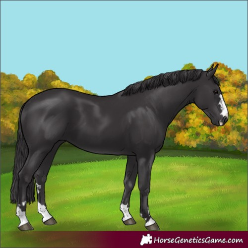 Horse Color:Smoky Black 