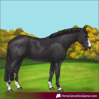 Horse Color:Smoky Black 