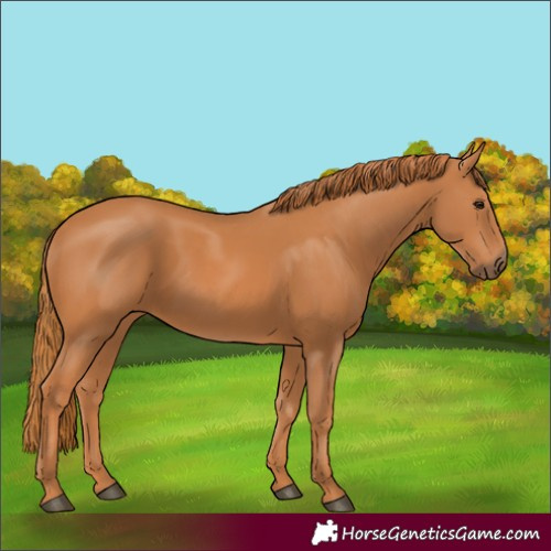 Horse Color:Chestnut 