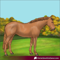 Horse Color:Chestnut 