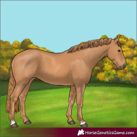 Horse Color:Chestnut 
